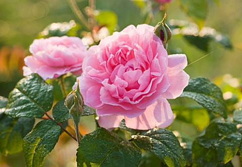 EASTON_WALLED_GARDENS__LINCOLNSHIRE_THE_DAVID_AUSTIN_ENGLISH_ROSE__ROSA_STRAWBERRY_HILL