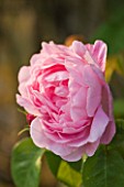 EASTON WALLED GARDENS  LINCOLNSHIRE: THE DAVID AUSTIN ENGLISH ROSE - CLIMBING ROSE  RAMBLER ROSE - ROSA CONSTANCE SPRY