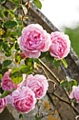 EASTON WALLED GARDENS  LINCOLNSHIRE: THE DAVID AUSTIN ENGLISH ROSE - CLIMBING ROSE  RAMBLER ROSE - ROSA CONSTANCE SPRY
