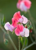 EASTON WALLED GARDENS  LINCOLNSHIRE: SWEET PEA - LATHYRUS ODORATUS  PAINTED LADY