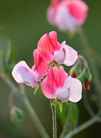 EASTON_WALLED_GARDENS__LINCOLNSHIRE_SWEET_PEA__LATHYRUS_ODORATUS__PAINTED_LADY