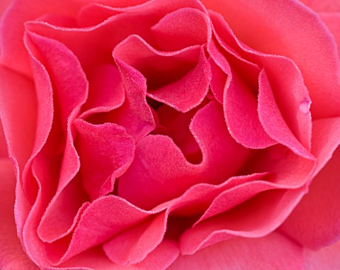 RAGLEY_HALL__WARWICKSHIRE_ROSA_BRAVEHEART_CENTRE_OF_PINK_FLOWERS_ABSTRACT