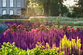 RAGLEY HALL  WARWICKSHIRE: BORDER IN FRONT OF HALL IN ROSE GARDEN - DAWN LIGHT ON SALVIA CARADONNA AND ROSE BRAVEHEART
