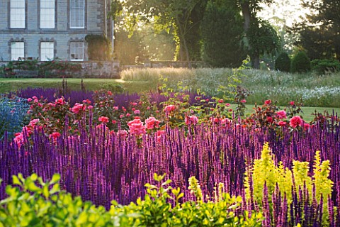 RAGLEY_HALL__WARWICKSHIRE_BORDER_IN_FRONT_OF_HALL_IN_ROSE_GARDEN__DAWN_LIGHT_ON_SALVIA_CARADONNA_AND