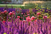 RAGLEY HALL  WARWICKSHIRE: BORDER IN FRONT OF HALL IN ROSE GARDEN - DAWN LIGHT ON SALVIA CARADONNA AND ROSE BRAVEHEART