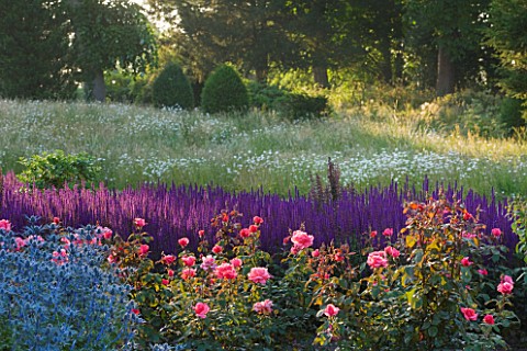 RAGLEY_HALL__WARWICKSHIRE_BORDER_IN_FRONT_OF_HALL_IN_ROSE_GARDEN__DAWN_LIGHT_ON_SALVIA_CARADONNA_AND