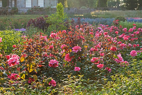 RAGLEY_HALL__WARWICKSHIRE_ROSES__ROSA_BRAVEHEART_IN_THE_ROSE_GARDEN_IN_FRONT_OF_THE_HALL