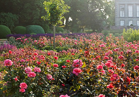 RAGLEY_HALL__WARWICKSHIRE_ROSES__ROSA_BRAVEHEART_IN_THE_ROSE_GARDEN_IN_FRONT_OF_THE_HALL