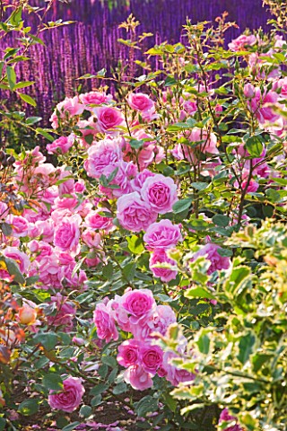 RAGLEY_HALL__WARWICKSHIRE_ROSES__DAVID_AUSTIN_ROSE__ROSA_CARIAD_IN_THE_ROSE_GARDEN_IN_FRONT_OF_THE_H