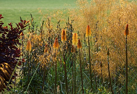 RAGLEY_HALL__WARWICKSHIRE_BORDER_WITH_KNIPHOFIA_TAWNY_KING__STIPA_GIGANTEA_AND_COTINUS_COGGYGRIA_BES