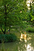 GARDEN IN KENT DESIGNED BY BELLA WHITELEY: THE LAKE AT SUNSET. POOL, WATER, POND, GREEN