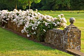 BROUGHTON CASTLE, OXFORDSHIRE: WALL BESIDE THE LAWN AND CASTLE COVERED IN THE CLIMBING ROSE PAULS HIMALAYAN MUSK - CLIMBING, CLIMBER, SCENT, SCENTED, FRAGRANT, COUNTRY GARDEN