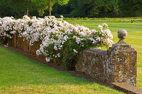 BROUGHTON_CASTLE_OXFORDSHIRE_WALL_BESIDE_THE_LAWN_AND_CASTLE_COVERED_IN_THE_CLIMBING_ROSE_PAULS_HIMA