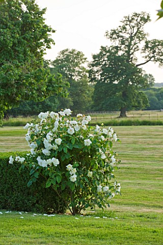 BROUGHTON_CASTLE_OXFORDSHIRE_VIEW_OUT_TO_COUNTRYSIDE_WITH_ROSE_GROWING_BY_WALL