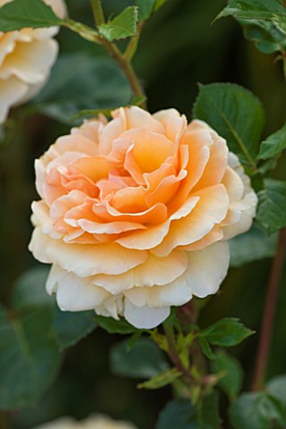 CLOSE_UP_OF_ROSE__ROSA_WELWYN_GARDEN_GLORY_HARZUMBER