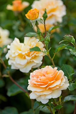CLOSE_UP_OF_ROSE__ROSA_WELWYN_GARDEN_GLORY_HARZUMBER
