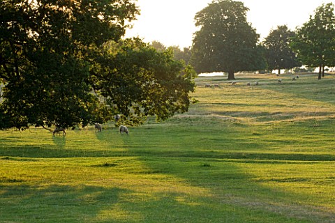 BROUGHTON_CASTLE_OXFORDSHIRESHEEP_GRAZING_IN_THE_PARKLAND__TREES_LANDSCPAE_COUNTRY_GARDEN_CLASSIC_SU