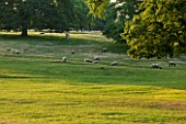 BROUGHTON CASTLE, OXFORDSHIRE:SHEEP GRAZING IN THE PARKLAND - TREES, LANDSCPAE, COUNTRY GARDEN, CLASSIC, SUMMER, ANIMALS