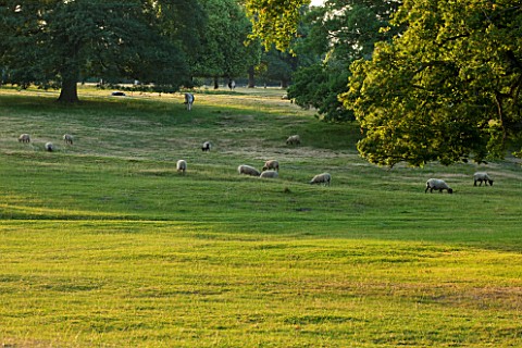 BROUGHTON_CASTLE_OXFORDSHIRESHEEP_GRAZING_IN_THE_PARKLAND__TREES_LANDSCPAE_COUNTRY_GARDEN_CLASSIC_SU