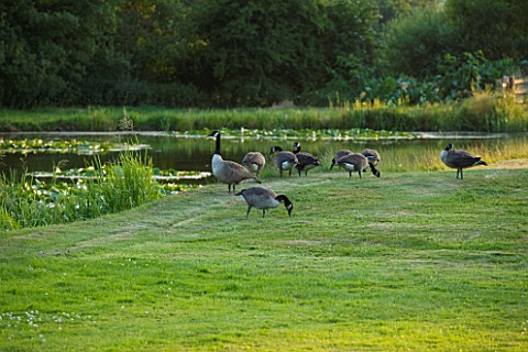BROUGHTON_CASTLE_OXFORDSHIRE_CANADA_GEESE_BESIDE_THE_LAKE_IN_SUMMER__COUNTRY_GARDEN_CLASSIC
