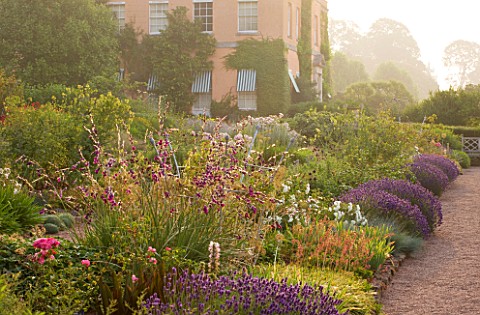 KILLERTON__DEVON_THE_NATIONAL_TRUST_HERBACEOUS_GARDEN_WITH_ROSES__LAVENDER_AND_DIERAMA__WEST_FRONT_O