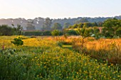 HELMSLEY WALLED GARDEN  YORKSHIRE: WILDFLOWER MEADOW IN JULY IN THE WALLED GARDEN  DAWN LIGHT