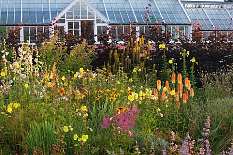 HELMSLEY_WALLED_GARDEN__YORKSHIRE_THE_HERBACEOUS_BORDER_IN_JULY_WITH_OENOTHERA_AND_KNIPHOFIA___WITH_