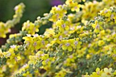 HELMSLEY WALLED GARDEN  YORKSHIRE: CLOSE UP OF YELLOW FLOWERS OF VERBASCUM
