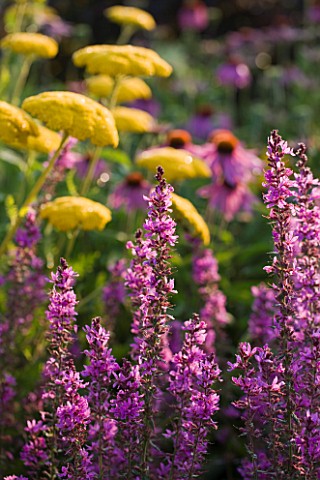 HELMSLEY_WALLED_GARDEN__YORKSHIRE_LYTHRUM_DROPMORE_PURPLE_IN_THE_HERBACEOUS_BORDER