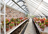 HELMSLEY WALLED GARDEN  YORKSHIRE: THE GREENHOUSE WITH BEGONIAS IN TERRACOTTA CONTAINERS