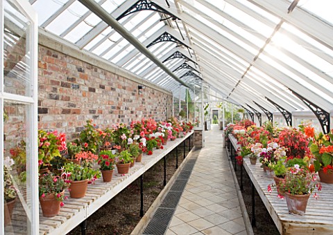 HELMSLEY_WALLED_GARDEN__YORKSHIRE_THE_GREENHOUSE_WITH_BEGONIAS_IN_TERRACOTTA_CONTAINERS