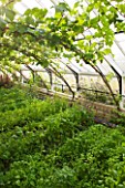 HELMSLEY WALLED GARDEN  YORKSHIRE: THE GREENHOUSES WITH VINES AND HERBS USED FOR COOKING FOOD FOR THE VISITORS