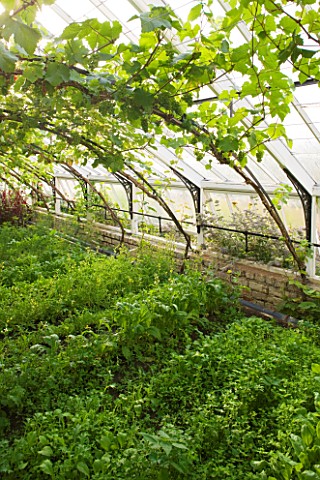 HELMSLEY_WALLED_GARDEN__YORKSHIRE_THE_GREENHOUSES_WITH_VINES_AND_HERBS_USED_FOR_COOKING_FOOD_FOR_THE