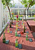 HELMSLEY WALLED GARDEN  YORKSHIRE: FLOWERS PICKED FROM THE GARDEN PLACED IN BOTTLES ON TABLE IN GREENHOUSE AND LABELLED WITH THEIR NAMES IN CHALK ON SLATE NAME TAGS