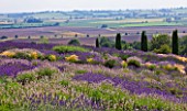 YORKSHIRE LAVENDER  YORKSHIRE: VIEW ACROSS LAVENDER TO THE HILLS BEYOND