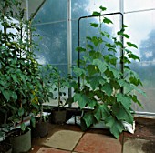 CUCUMBERS IN GROWING BAGS CLIMBING UP A FREE STANDING  TUBULAR FRAME IN A GREENHOUSE