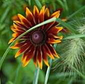 SLEDMERE HOUSE GARDEN, YORKSHIRE: CLOSE UP PLANT PORTRAIT OF RUDBECKIA HIRTA TOTO RUSTIC - PERENNIAL, AUGUST, SUMMER, FLOWER, FLOWERING, BROWN, COPPER, YELLOW, RED