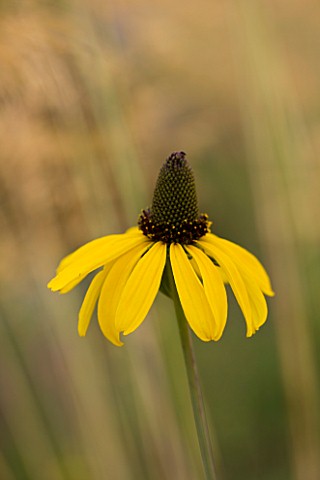 CLOSE_UP_OF_THE_YELLOW_FLOWER_OF_RUDBECKIA_MAXIMA