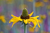 CLOSE UP OF THE YELLOW FLOWER OF RUDBECKIA MAXIMA