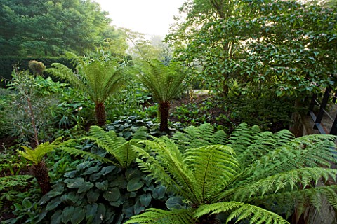 GLYNDEBOURNE_EAST_SUSSEX_TREE_FERNS_IN_THE_EXOTIC_BOURNE_GARDEN__GREEN_TROPICAL