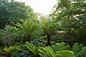 GLYNDEBOURNE, EAST SUSSEX: TREE FERNS IN THE EXOTIC BOURNE GARDEN - GREEN, TROPICAL