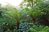 GLYNDEBOURNE, EAST SUSSEX: TREE FERNS IN THE EXOTIC BOURNE GARDEN - GREEN, TROPICAL