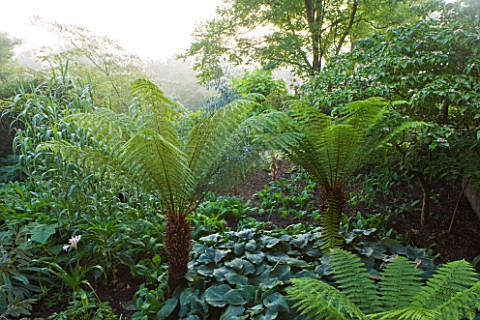 GLYNDEBOURNE_EAST_SUSSEX_TREE_FERNS_IN_THE_EXOTIC_BOURNE_GARDEN__GREEN_TROPICAL