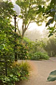 GLYNDEBOURNE, EAST SUSSEX: GREEN PLANTING IN MIST AND FOG IN THE BOURNE GARDEN