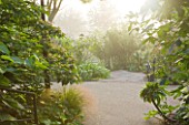 GLYNDEBOURNE, EAST SUSSEX: GREEN EXOTIC PLANTING IN THE BOURNE GARDEN - MIST, FOG