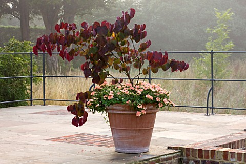 GLYNDEBOURNE_EAST_SUSSEX_TERRACE_WITH_TERRACOTTA_CONTAINER_PLANTED_WITH_CERCIS_CANADENSIS_FOREST_PAN