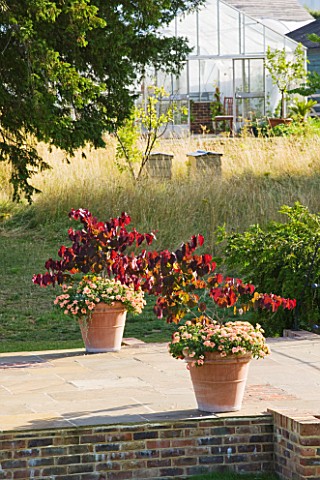 GLYNDEBOURNE_EAST_SUSSEX_TERRACE_WITH_TERRACOTTA_CONTAINERS_PLANTED_WITH_CERCIS_CANADENSIS_FOREST_PA