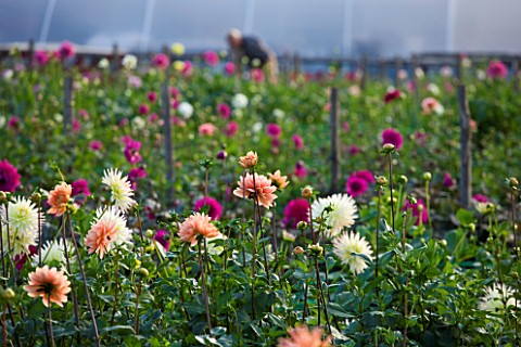 WITHYPITTS_DAHLIAS__SUSSEX_DAHLIAS_GROWING_AT_THE_NURSERY