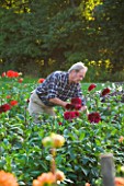 WITHYPITTS DAHLIAS  SUSSEX: OWNER RICHARD RAMSEY CUTTING DAHLIAS IN THE NURSERY
