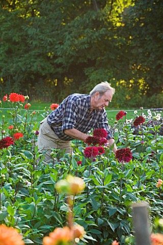 WITHYPITTS_DAHLIAS__SUSSEX_OWNER_RICHARD_RAMSEY_CUTTING_DAHLIAS_IN_THE_NURSERY